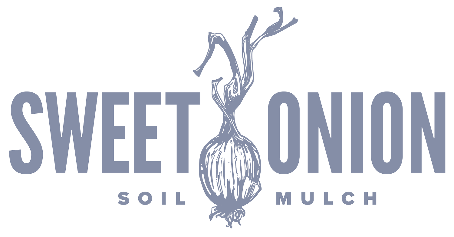 Sweet Onion Native Plants - Georgia Native Plants