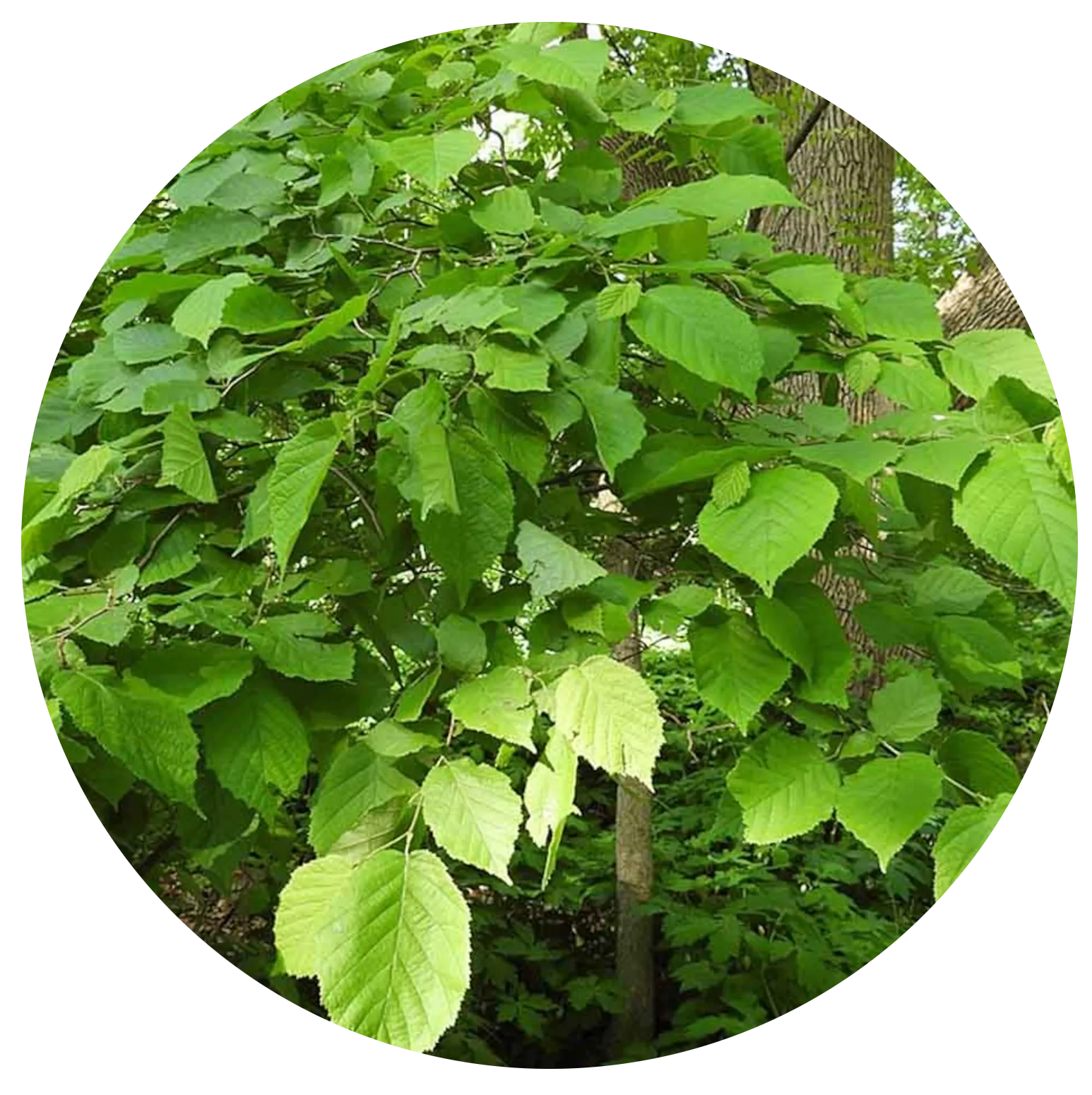 American Hazelnut