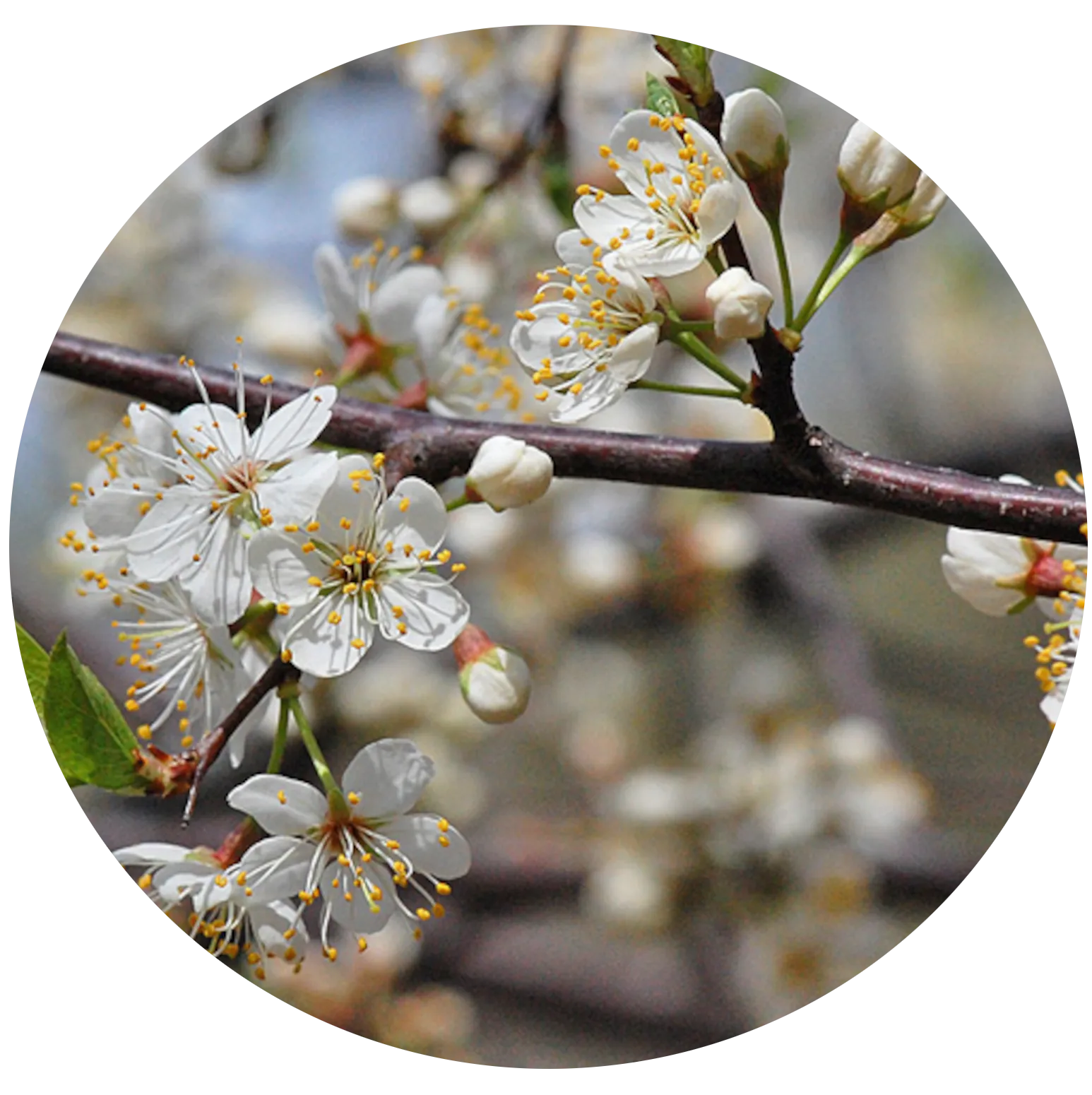 American Plum