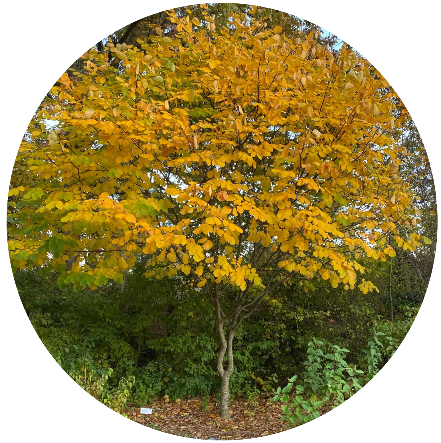 American Yellow Wood
