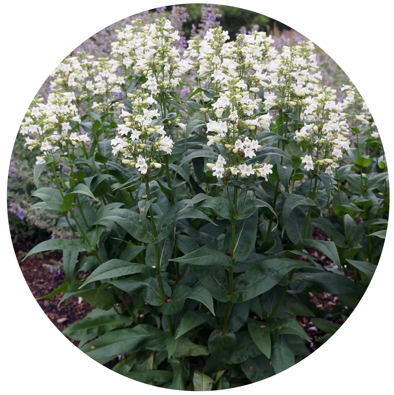 Beardtongue