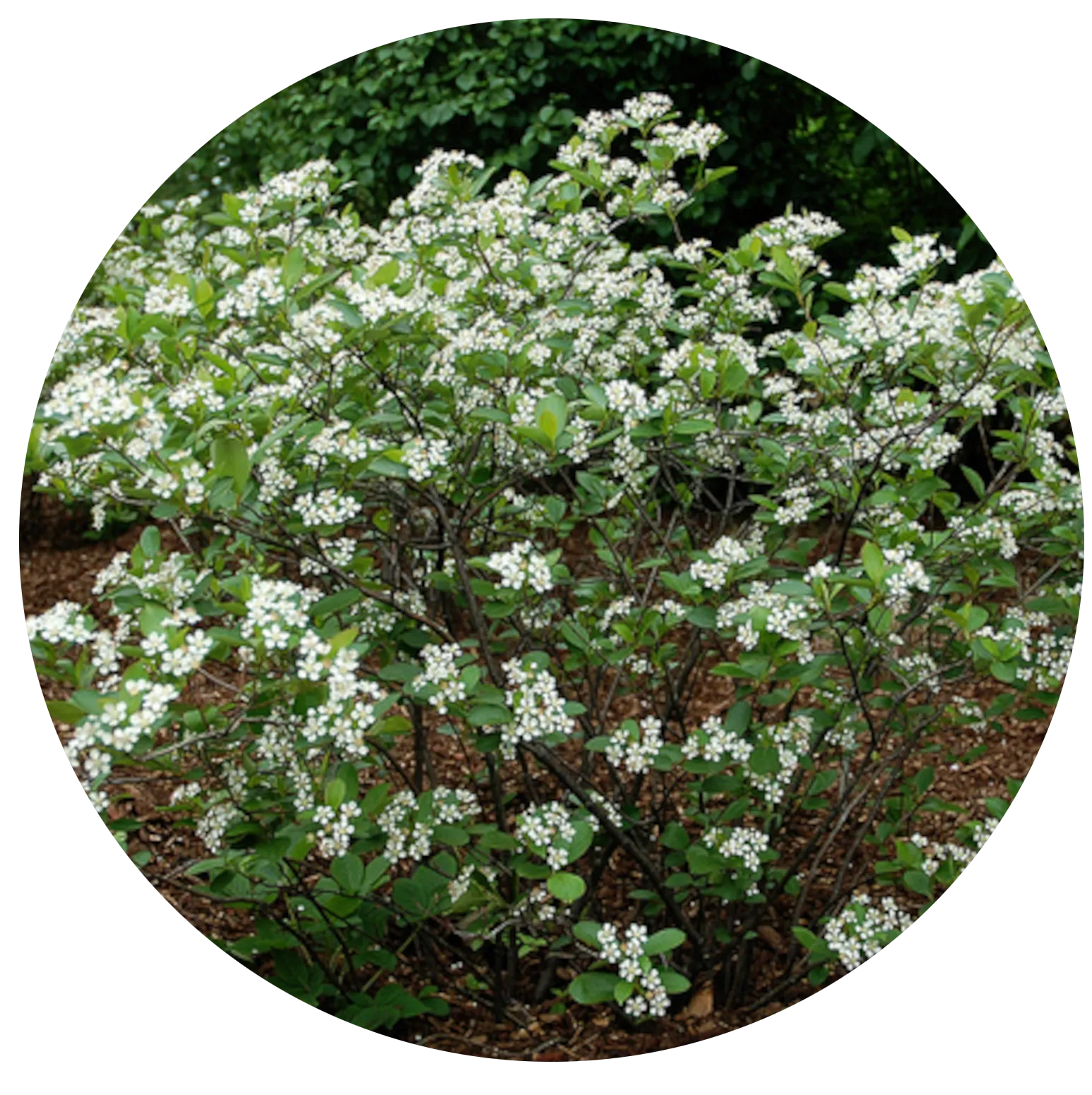 Black Chokeberry
