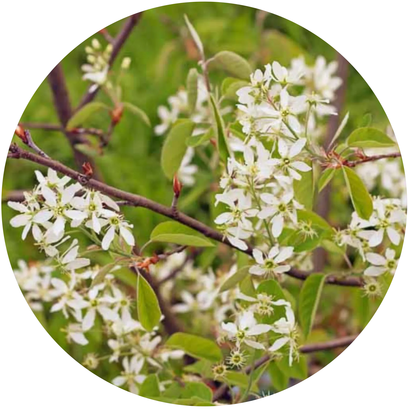 Canadian Serviceberry