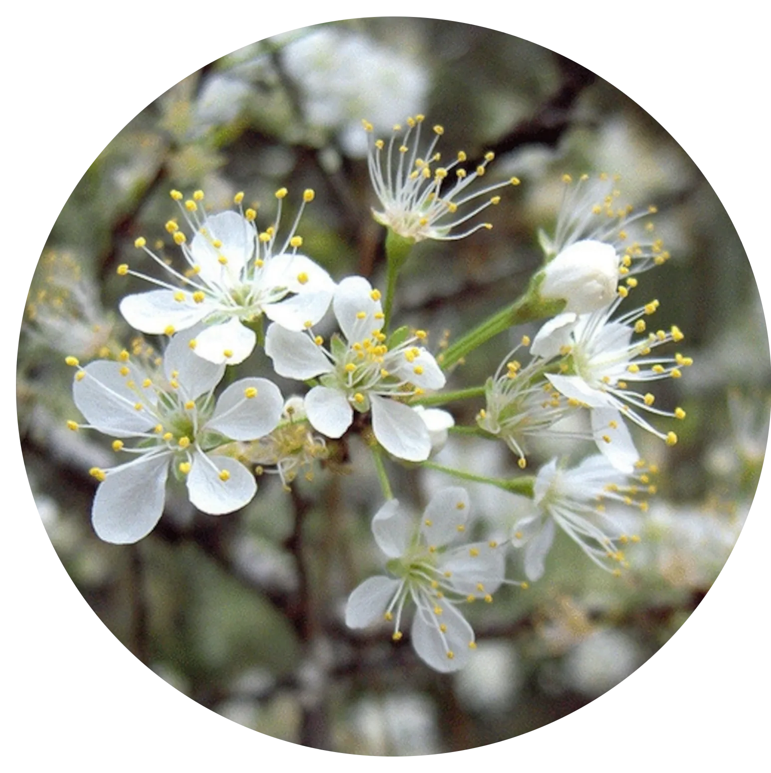 Chickasaw Plum