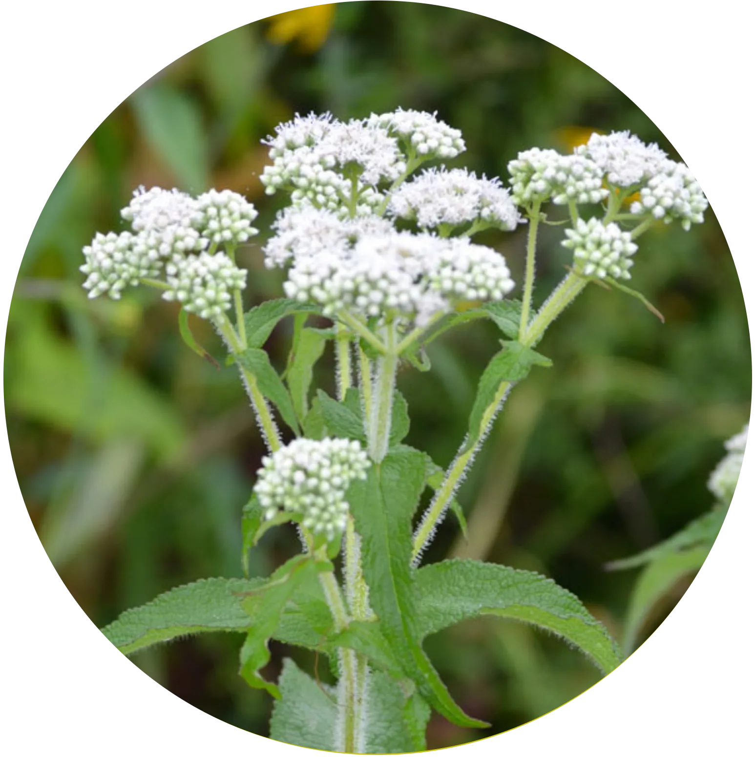 Common Boneset