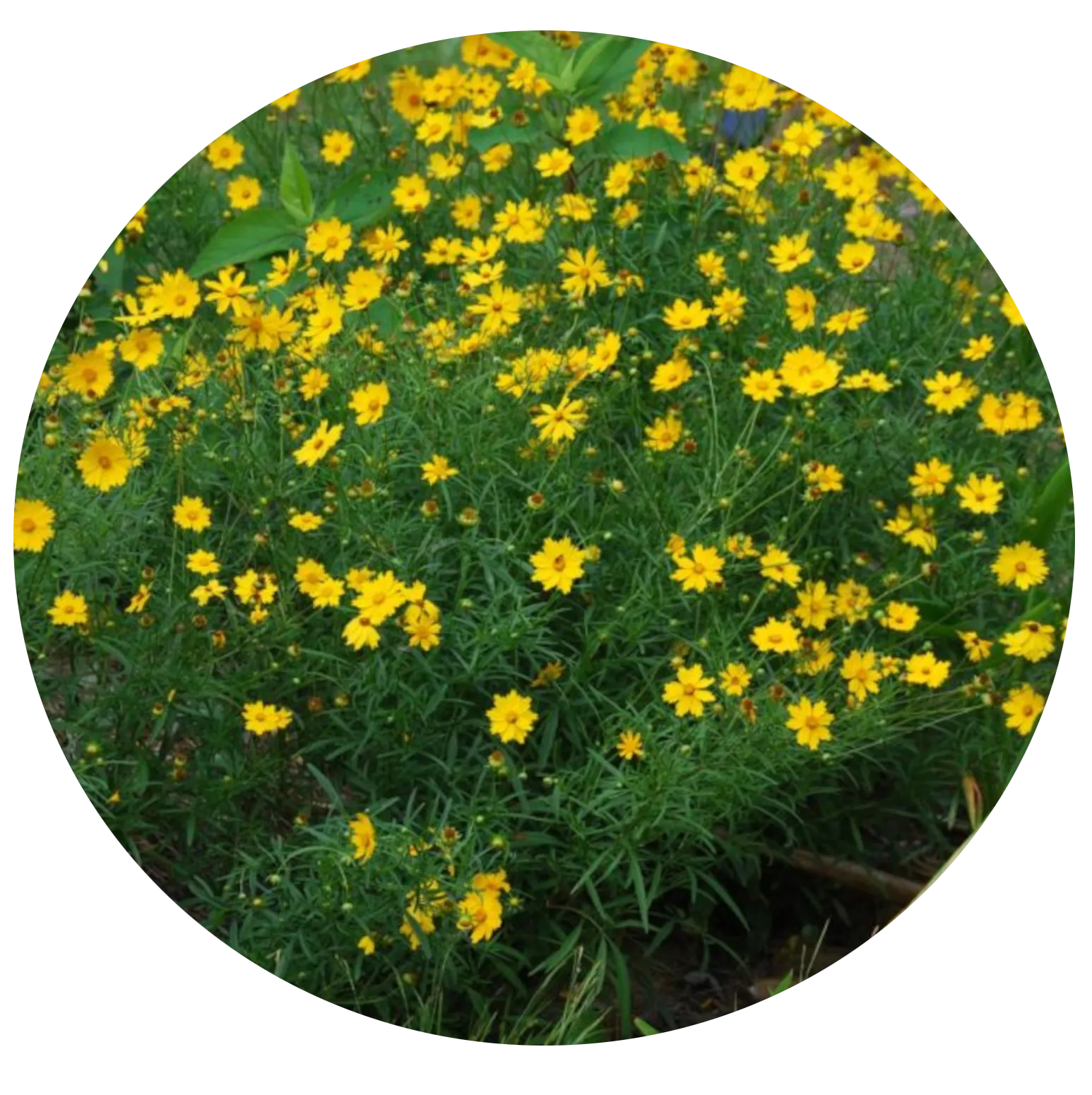Grand Coreopsis