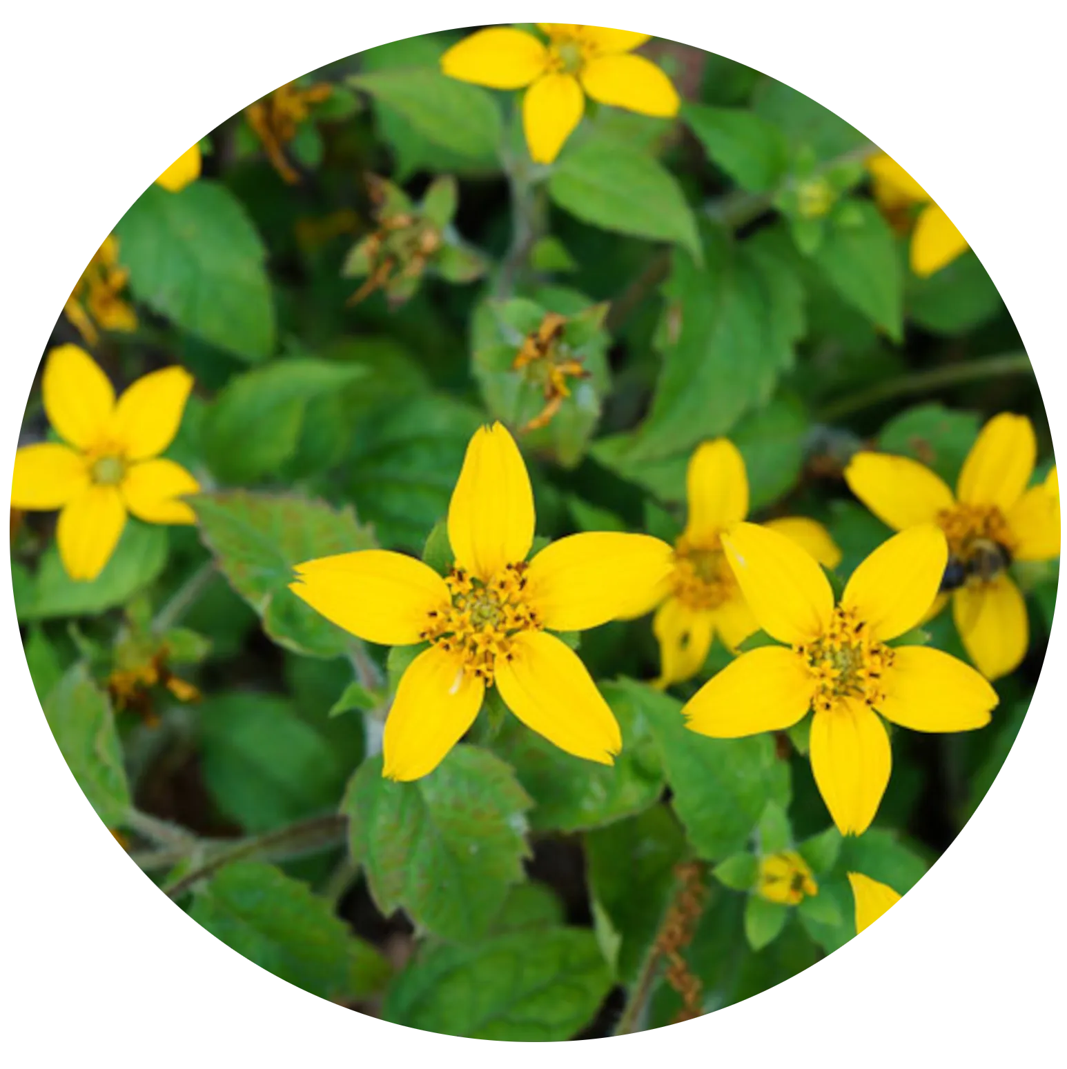 Green-and-Gold