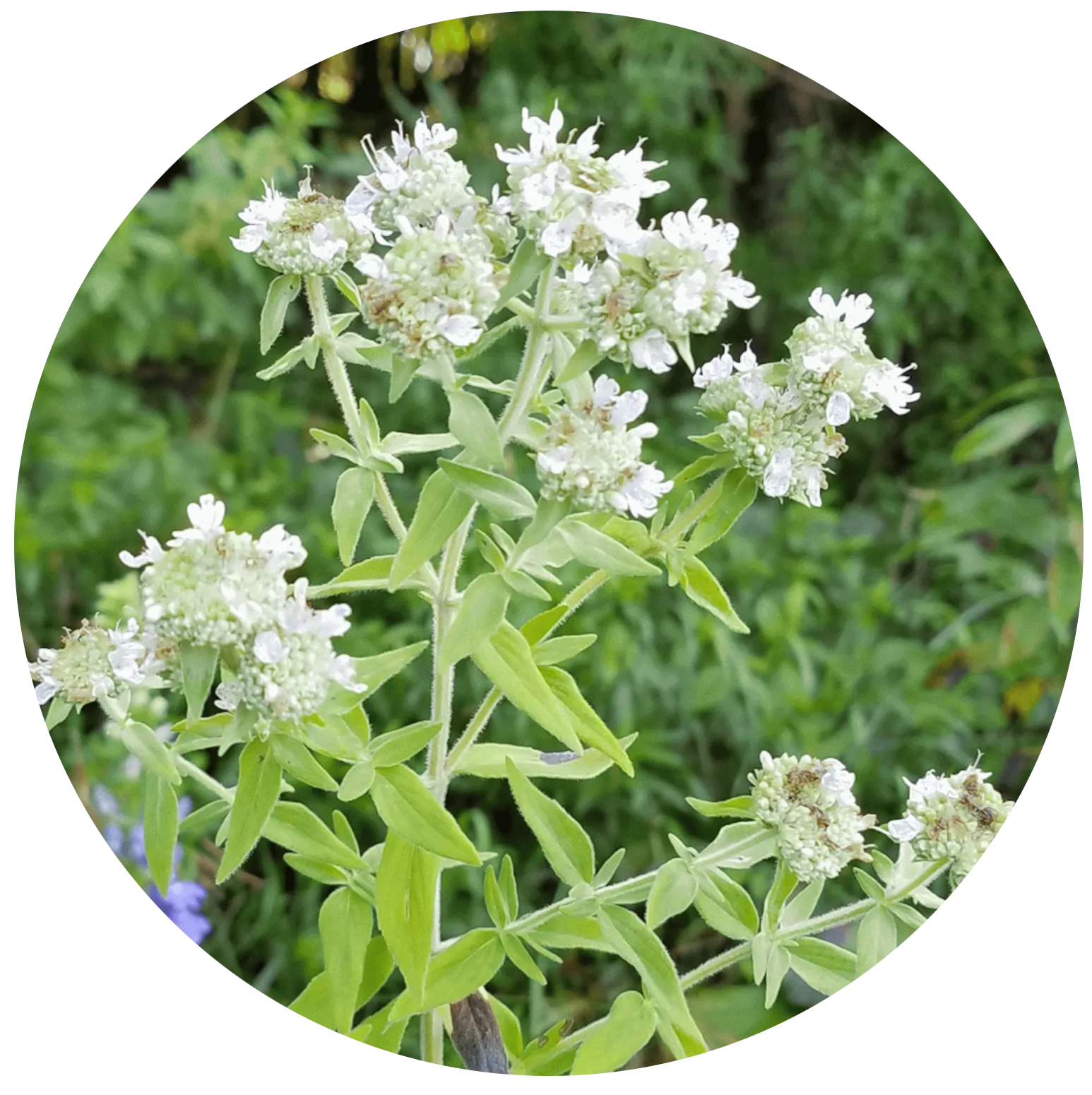 Hairy Mountain Mint