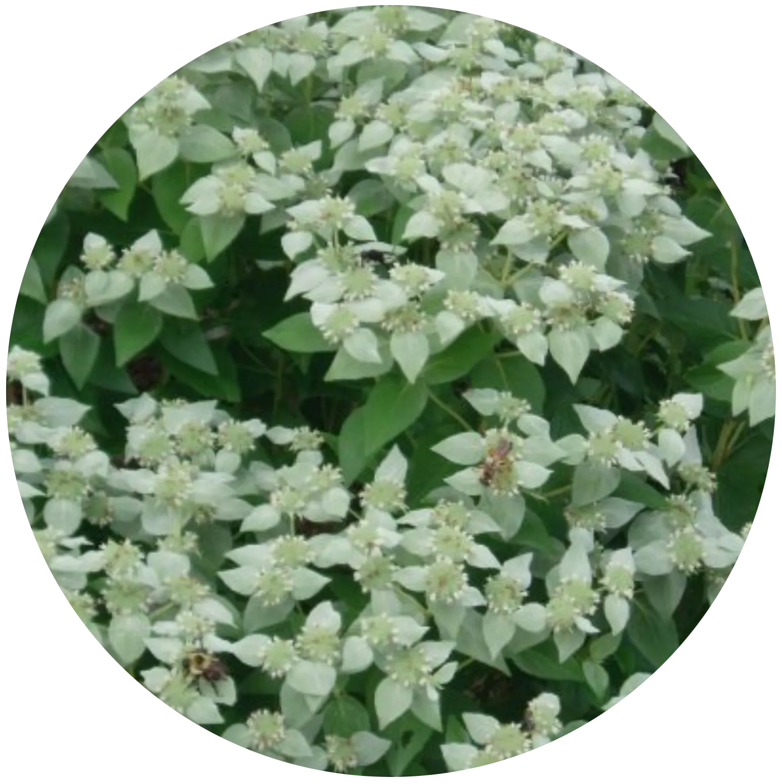 Hoary Mountain Mint