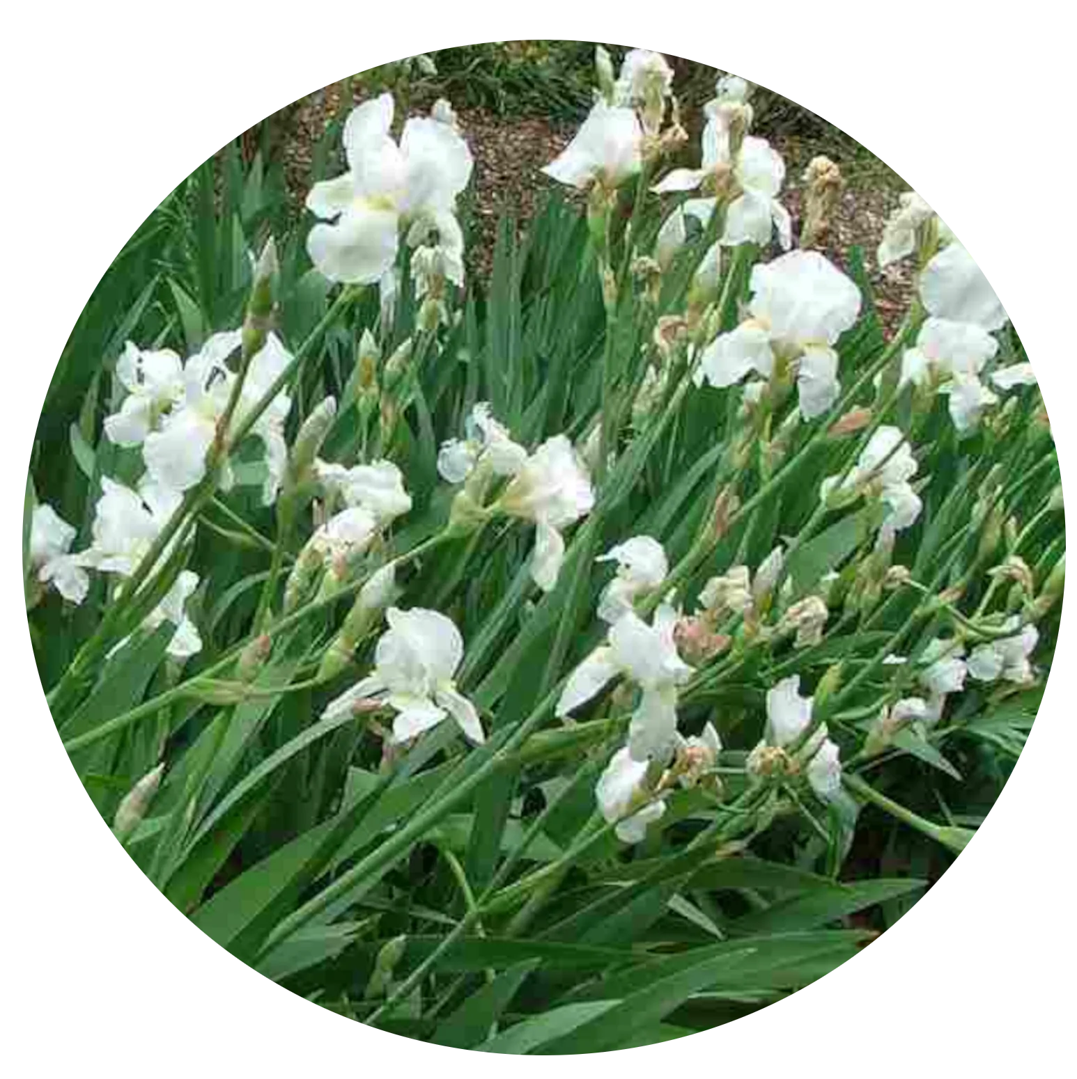 Iris Germanica White