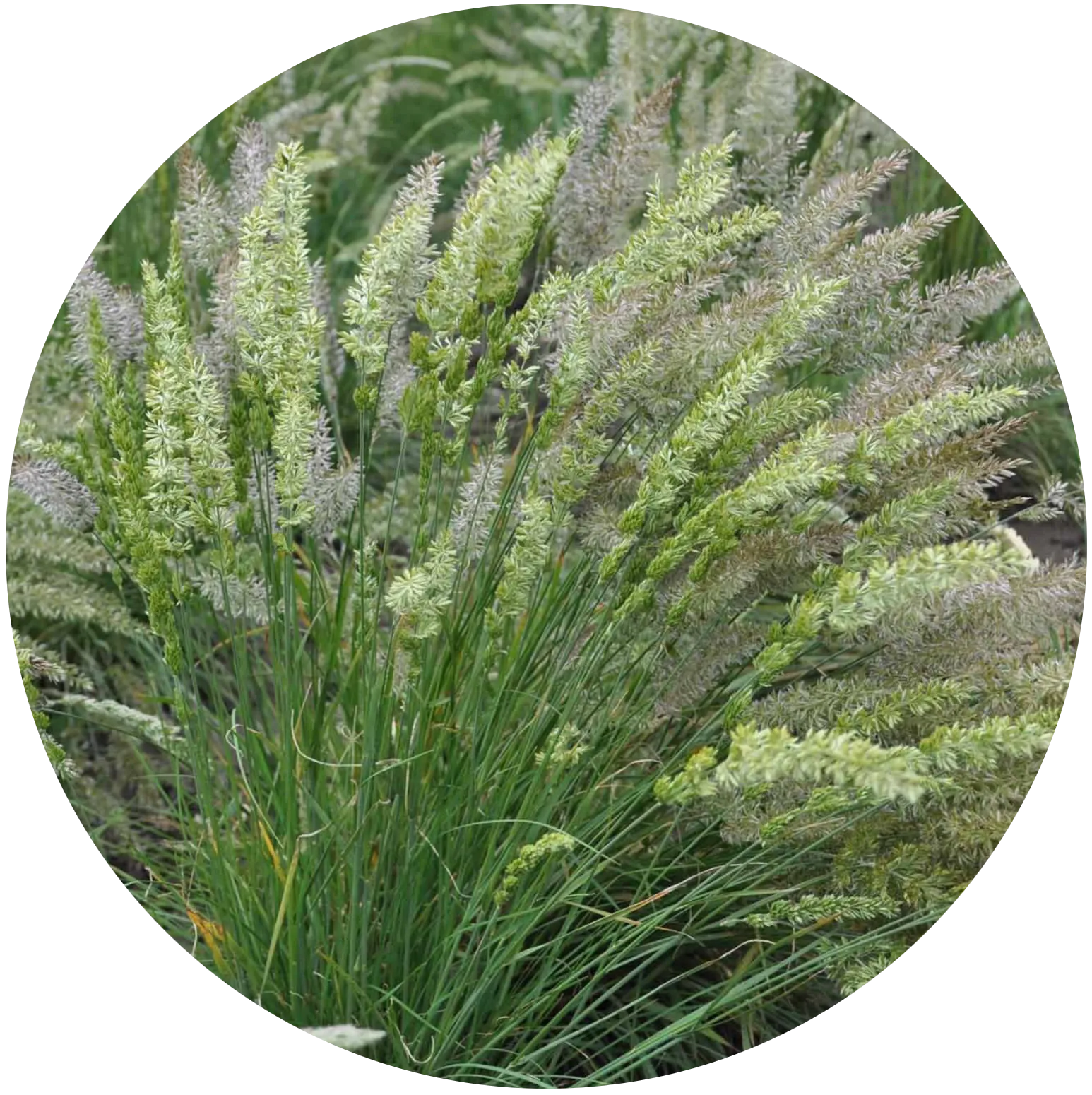 June Prairie Grass