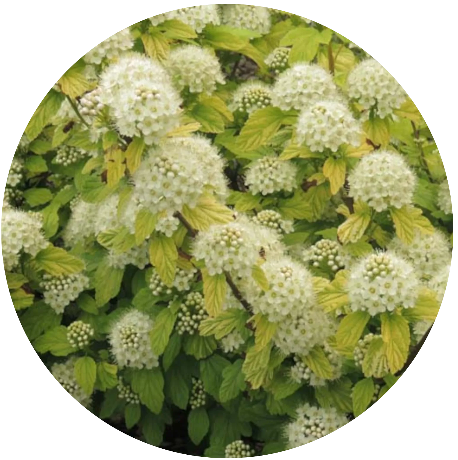 Ninebark