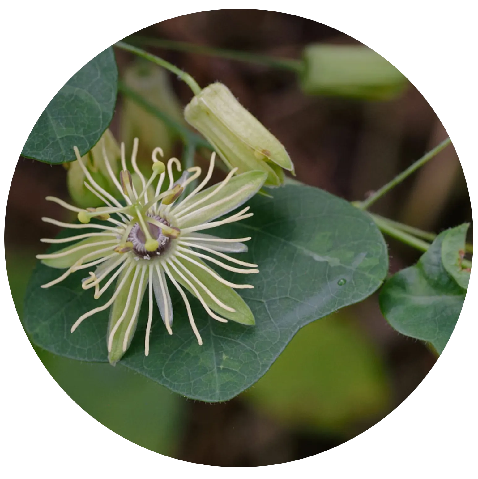 Passionflower