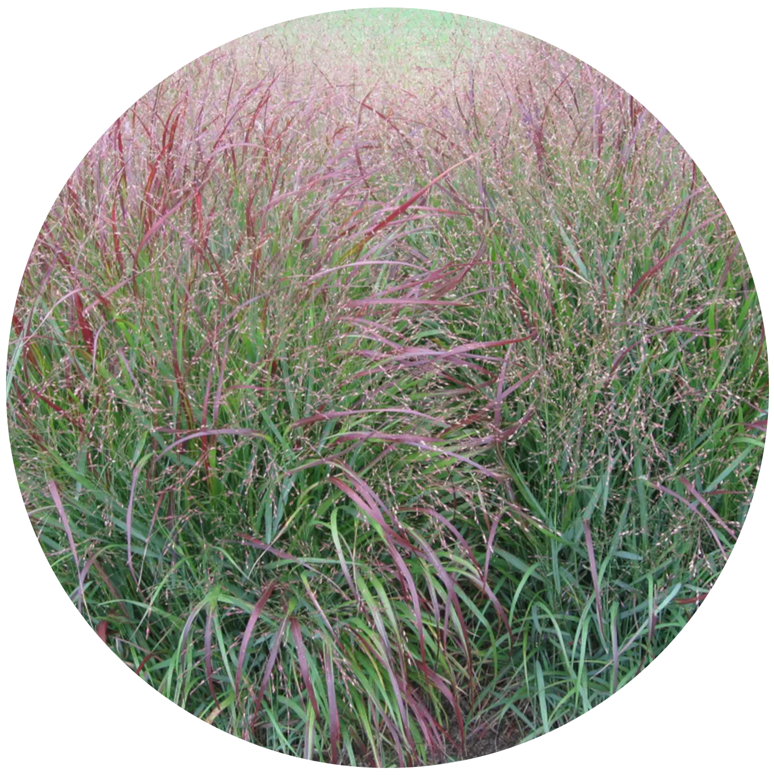 Prairie Dog Switchgrass