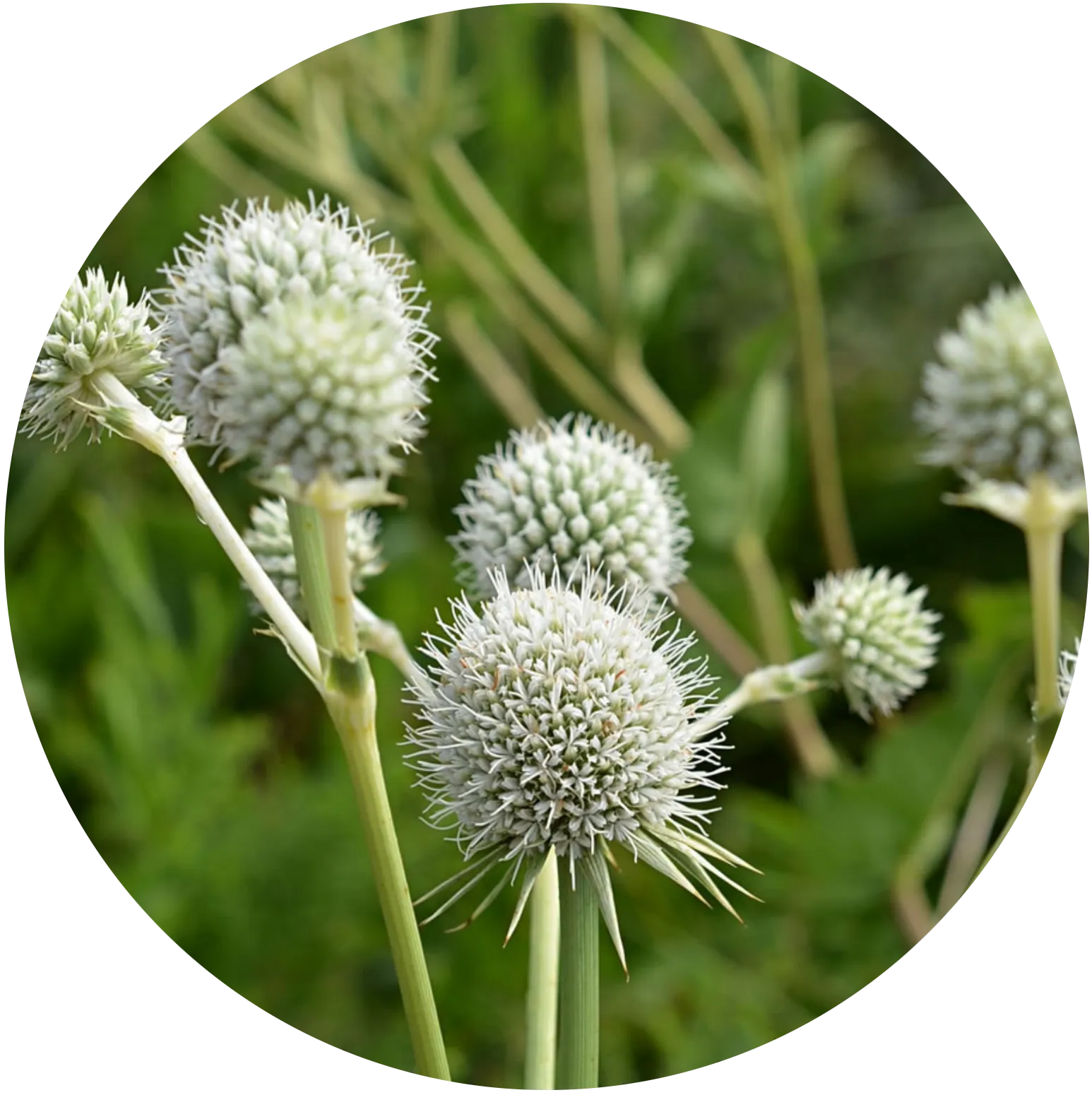 Rattlesnake Master
