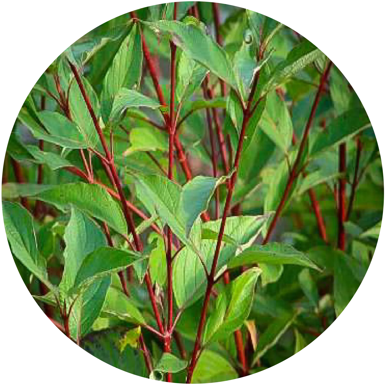 Red Twig Dogwood
