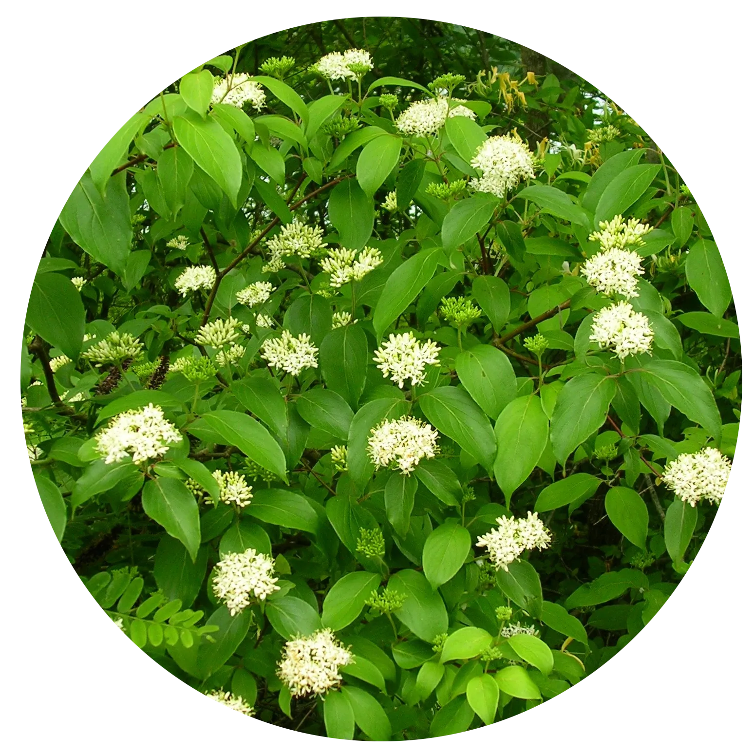 Silky Dogwood