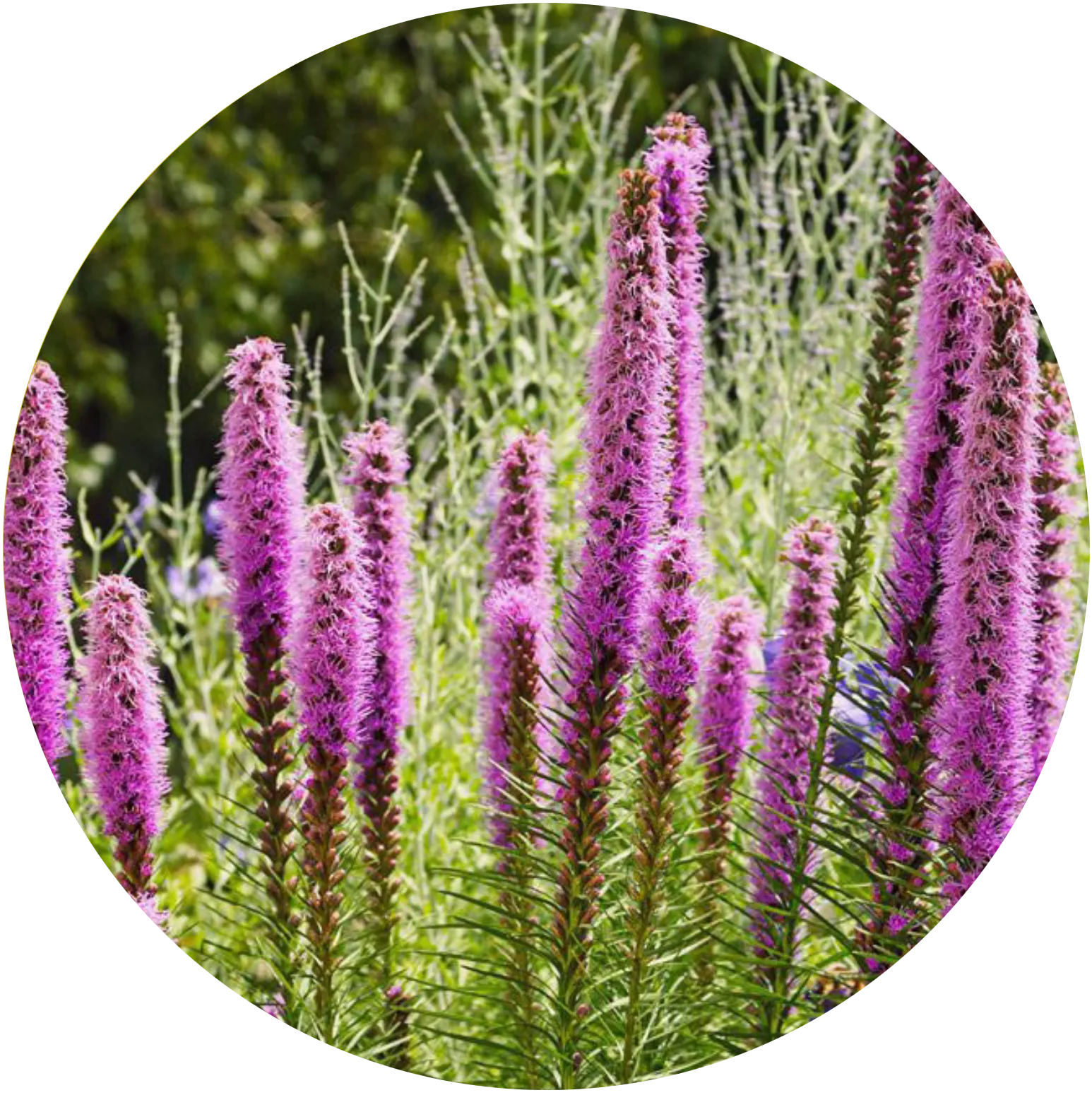 Small Head Blazing Star