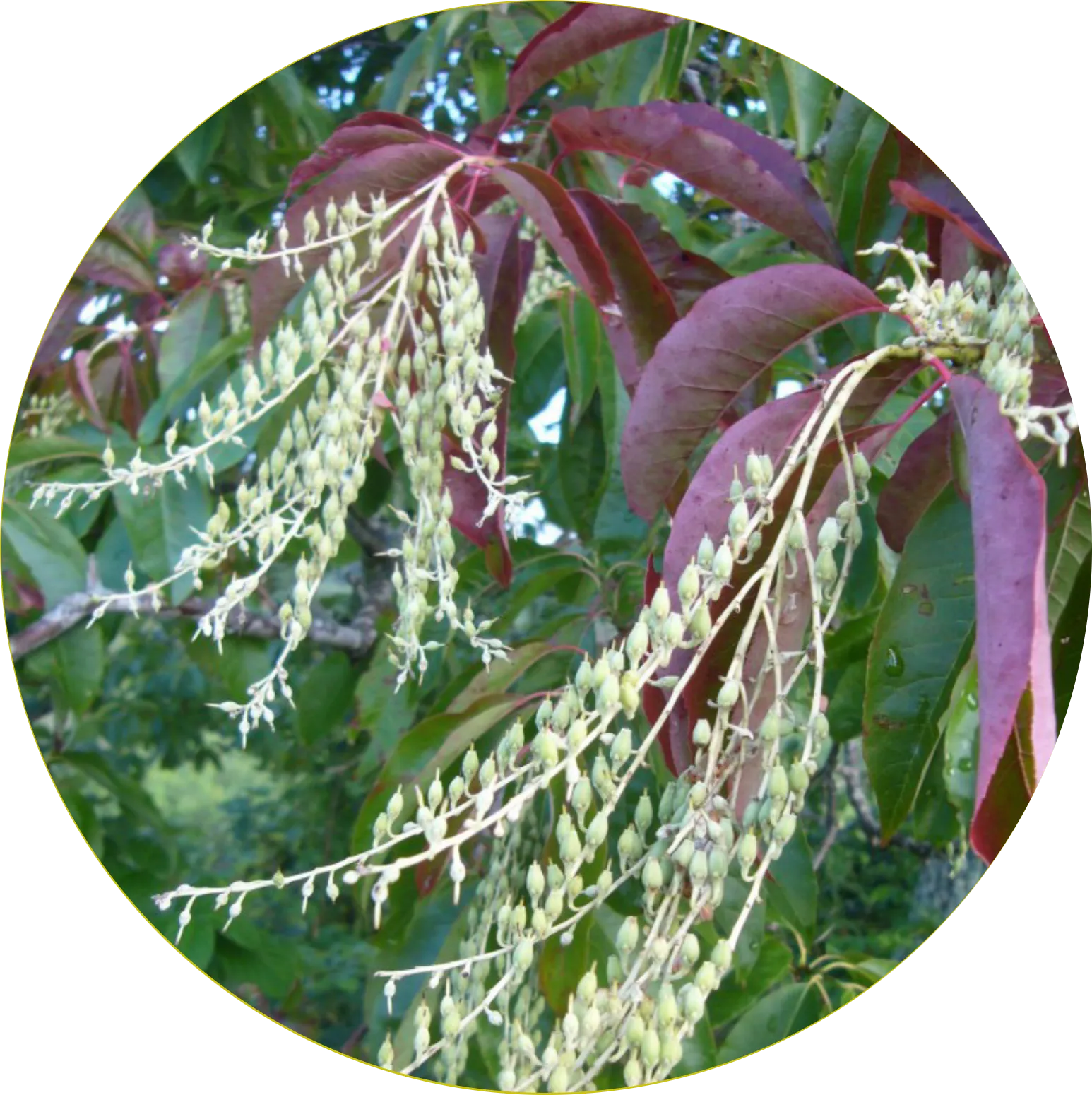 Sourwood