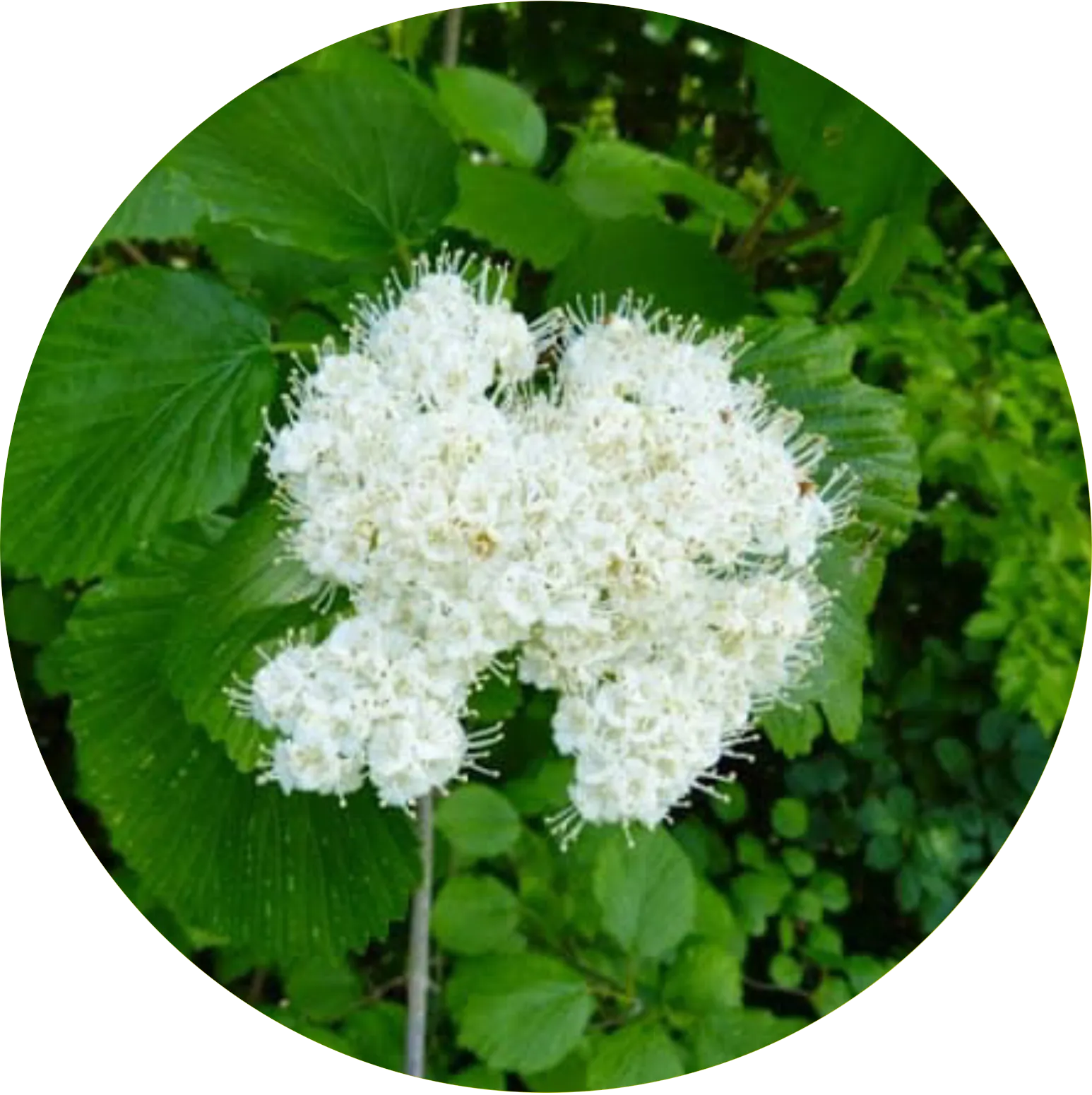 Southern Arrowwood