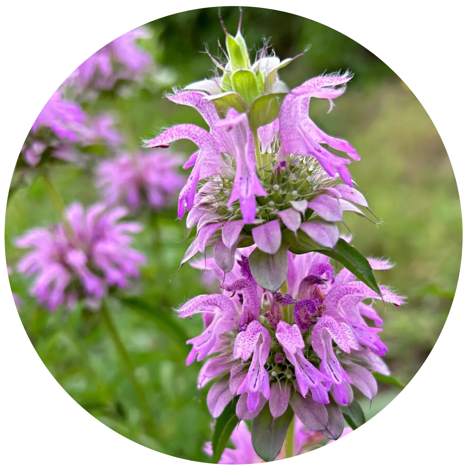 Spotted Bee Balm