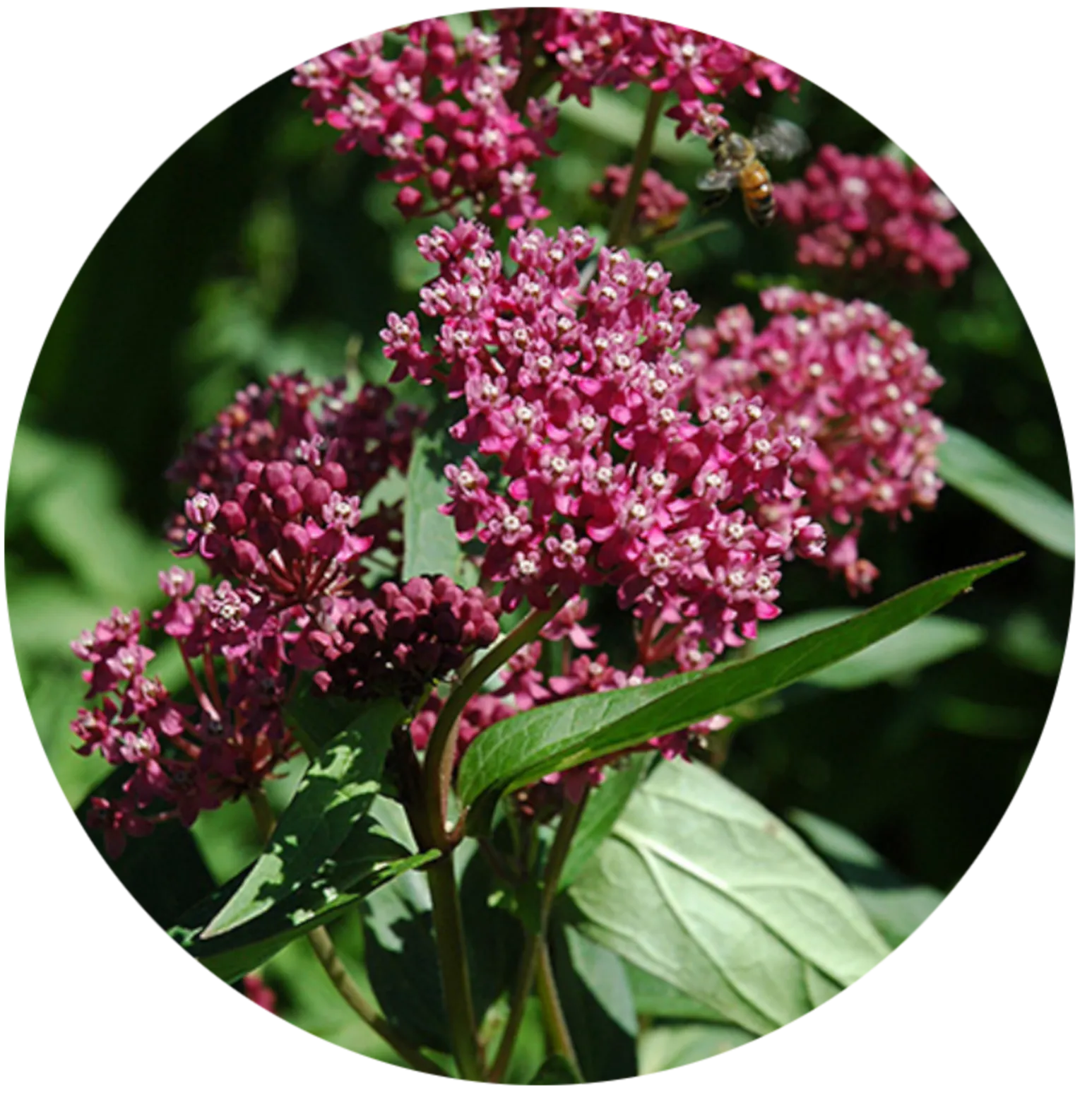 Swamp Milkweed