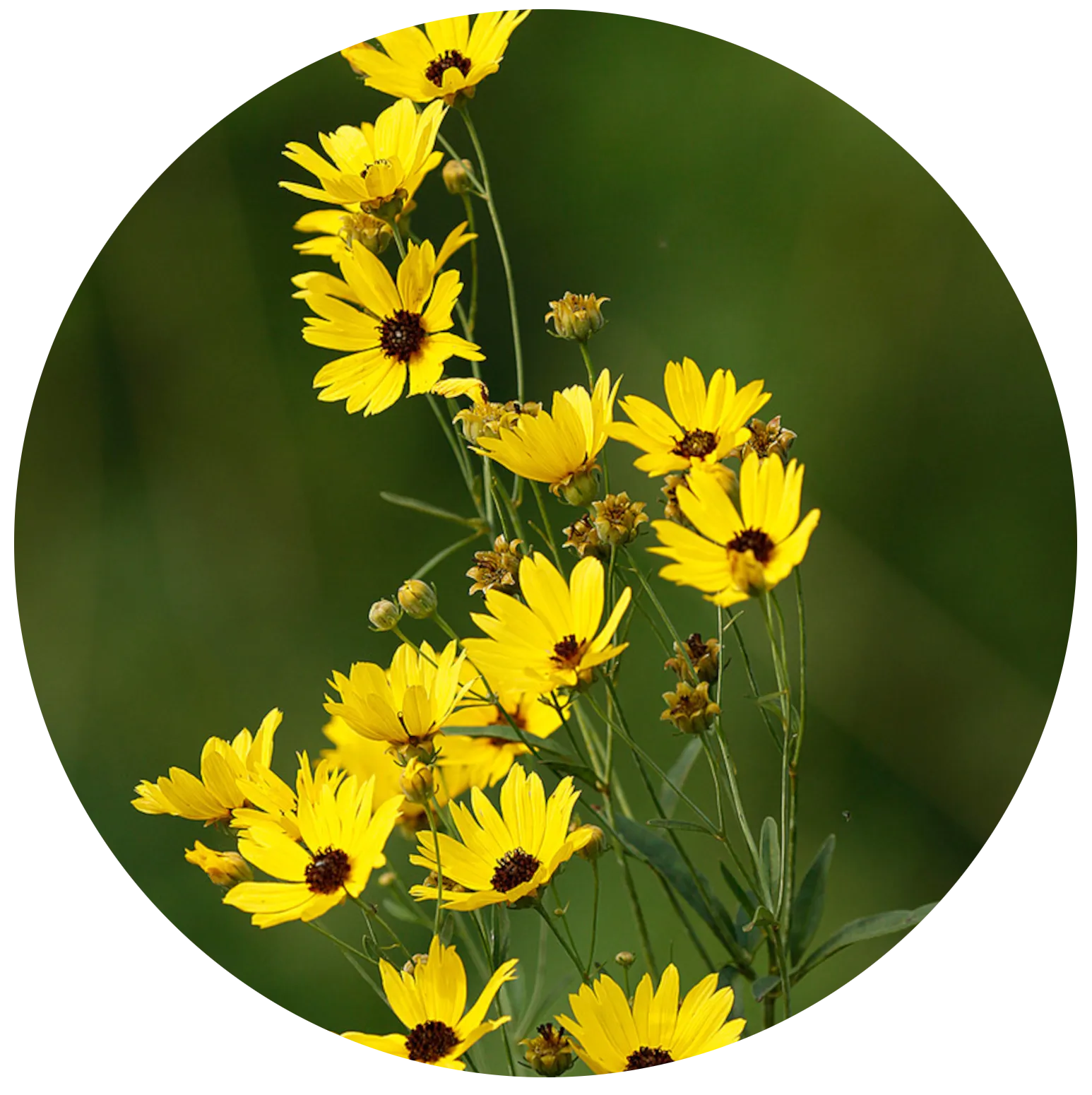 Tall Coreopsis