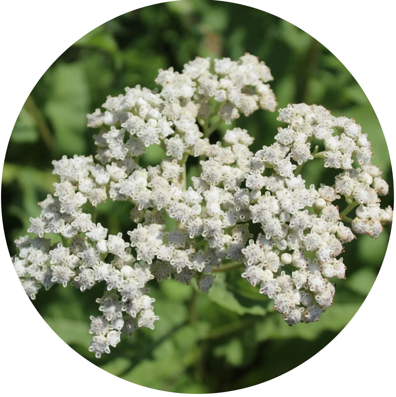Wild Quinine