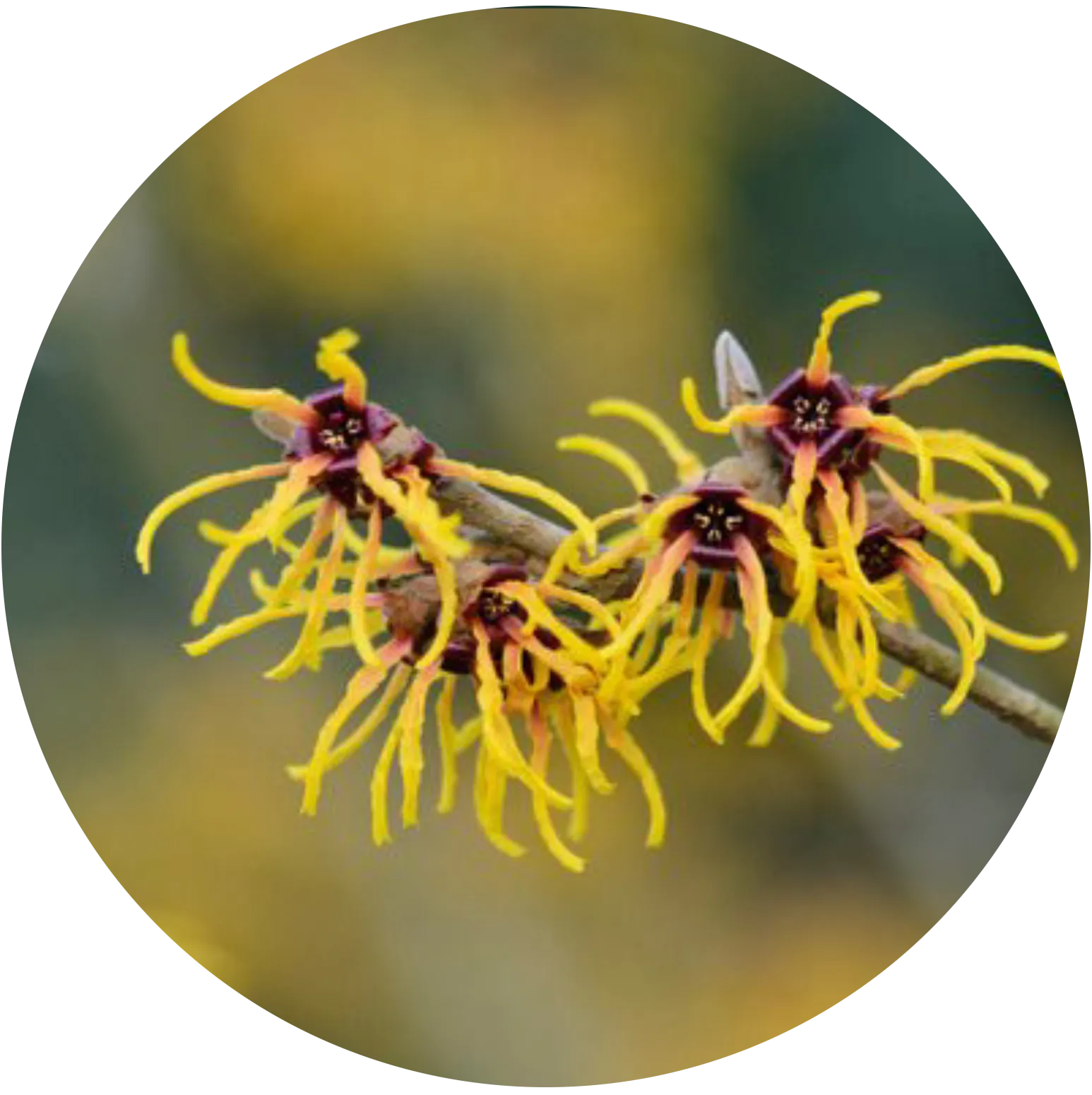 Witch Hazel