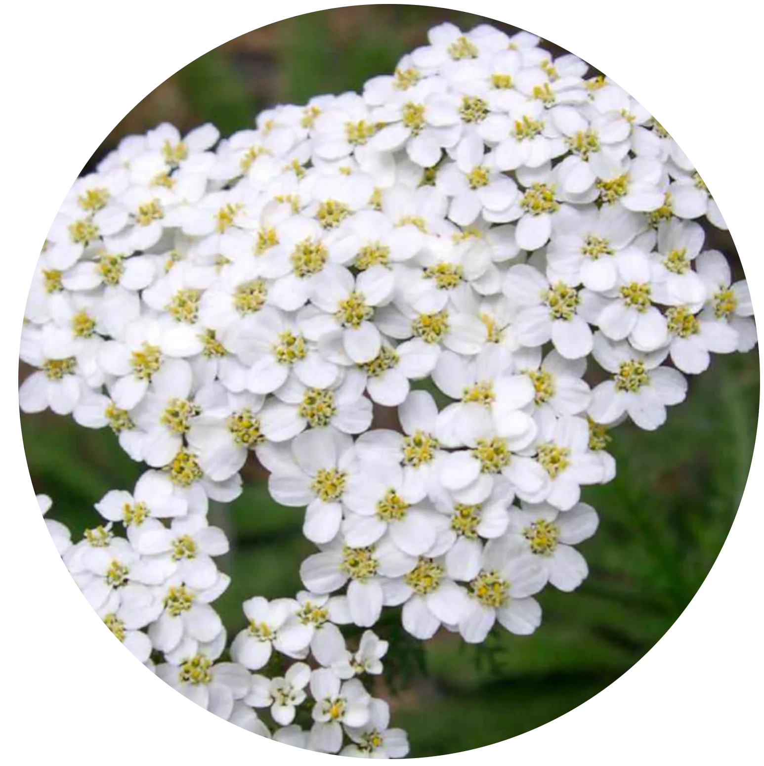 Yarrow