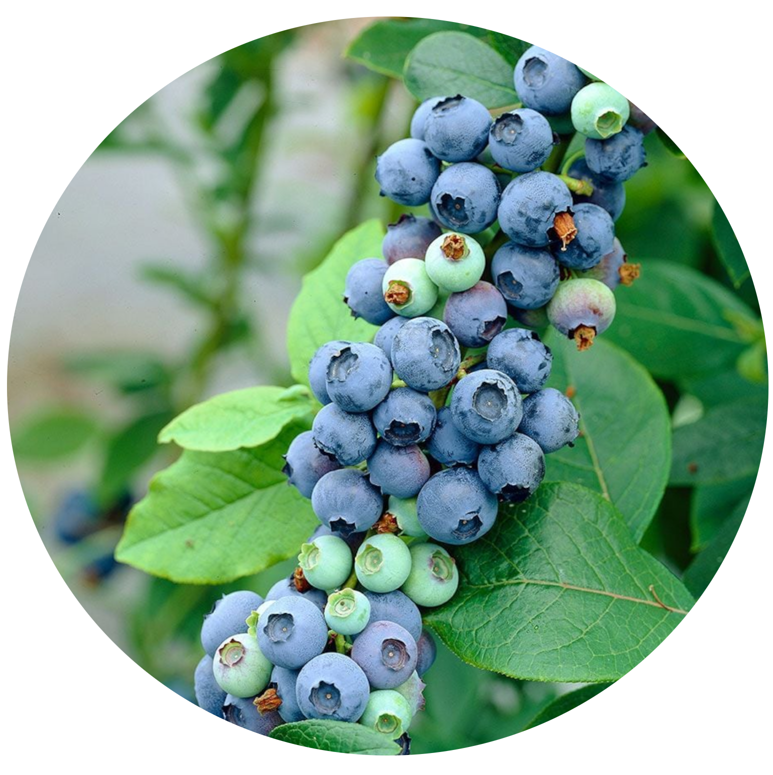 Brightwell Blueberry